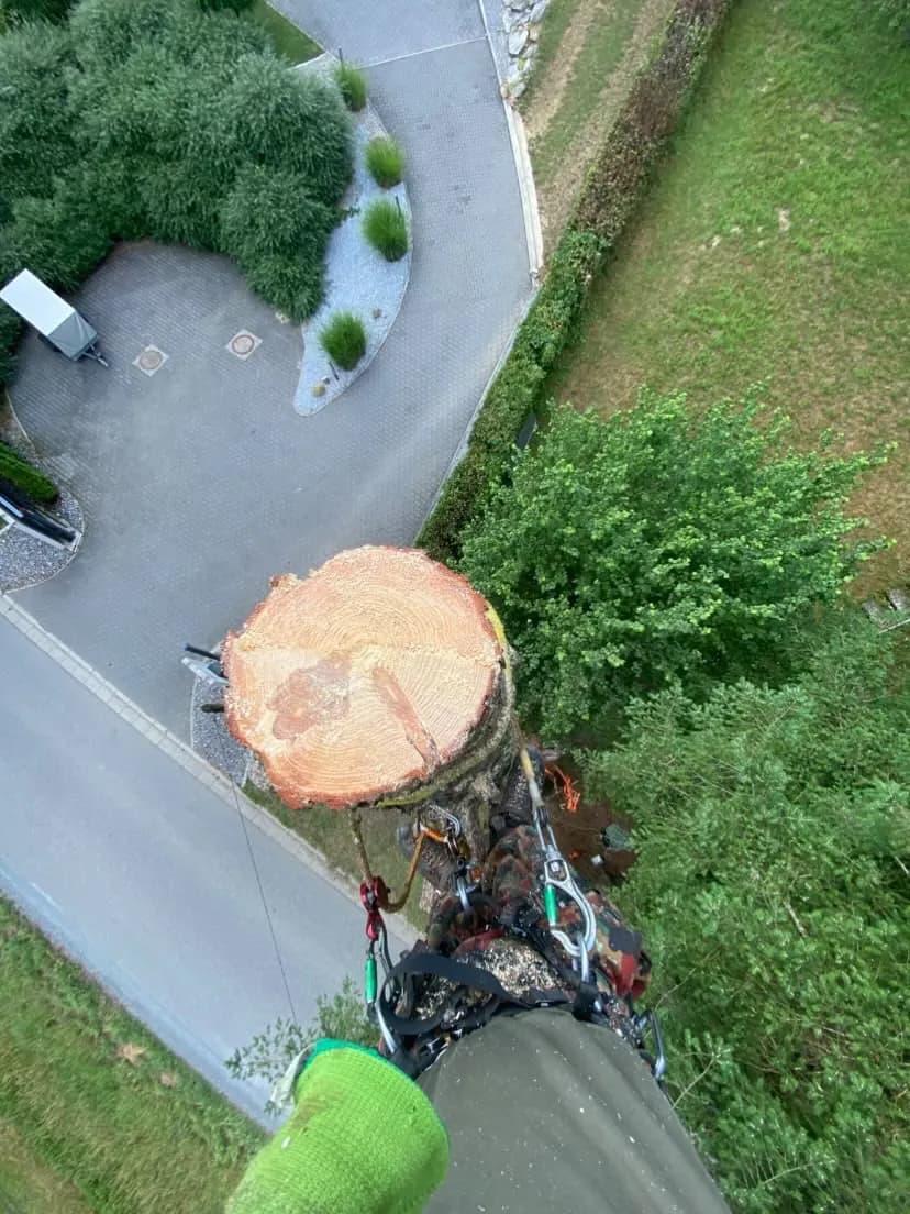 Blick aus der Baumkrone auf den frisch geschnittenen Stamm