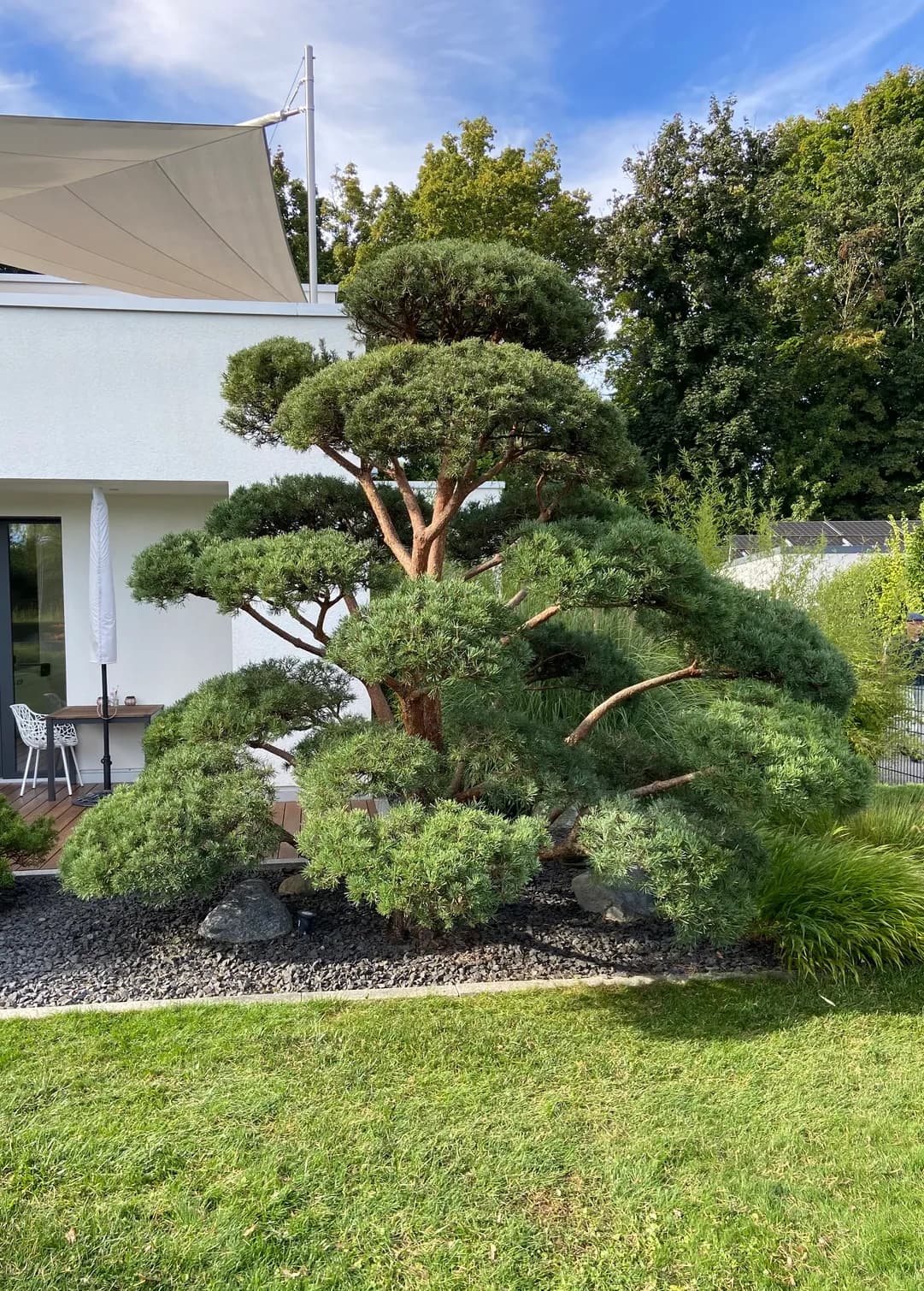 Fachgerechter Formschnitt an einem großen Garten-Bonsai