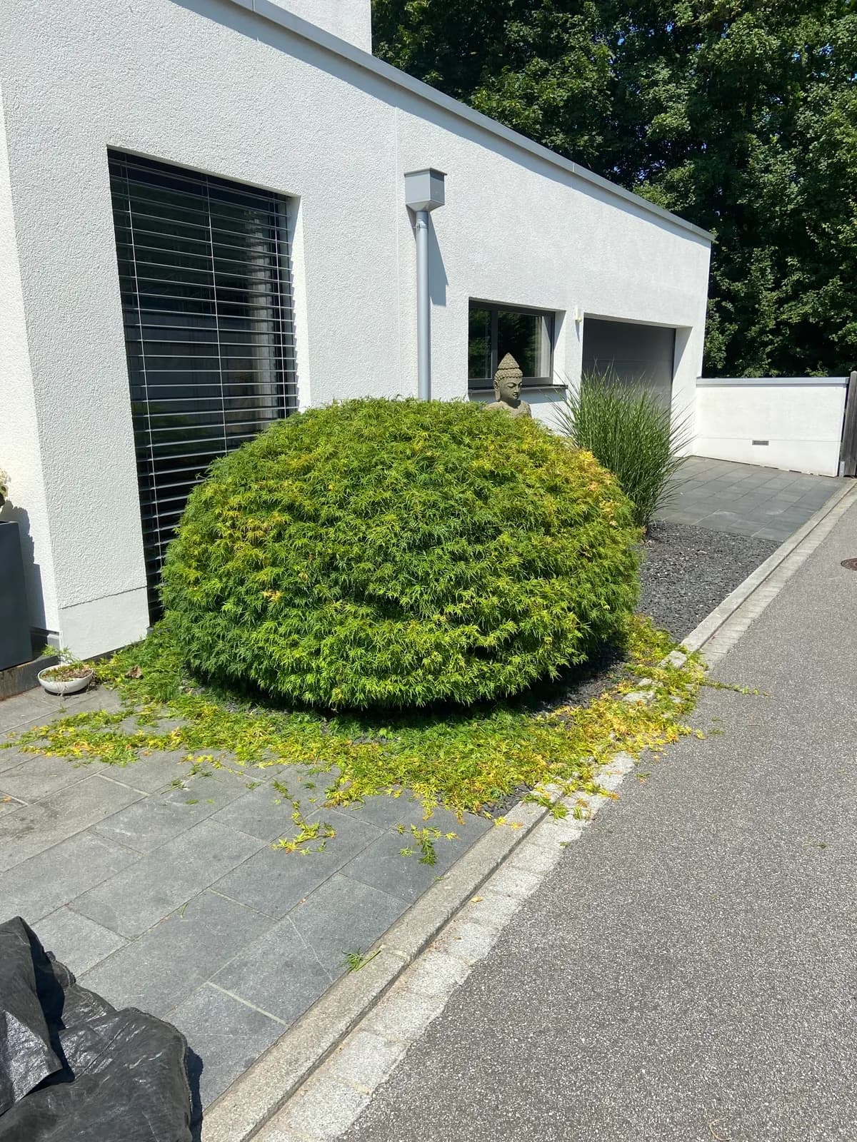 In Kugelform geschnittene Formhecke vor einem Wohnhaus