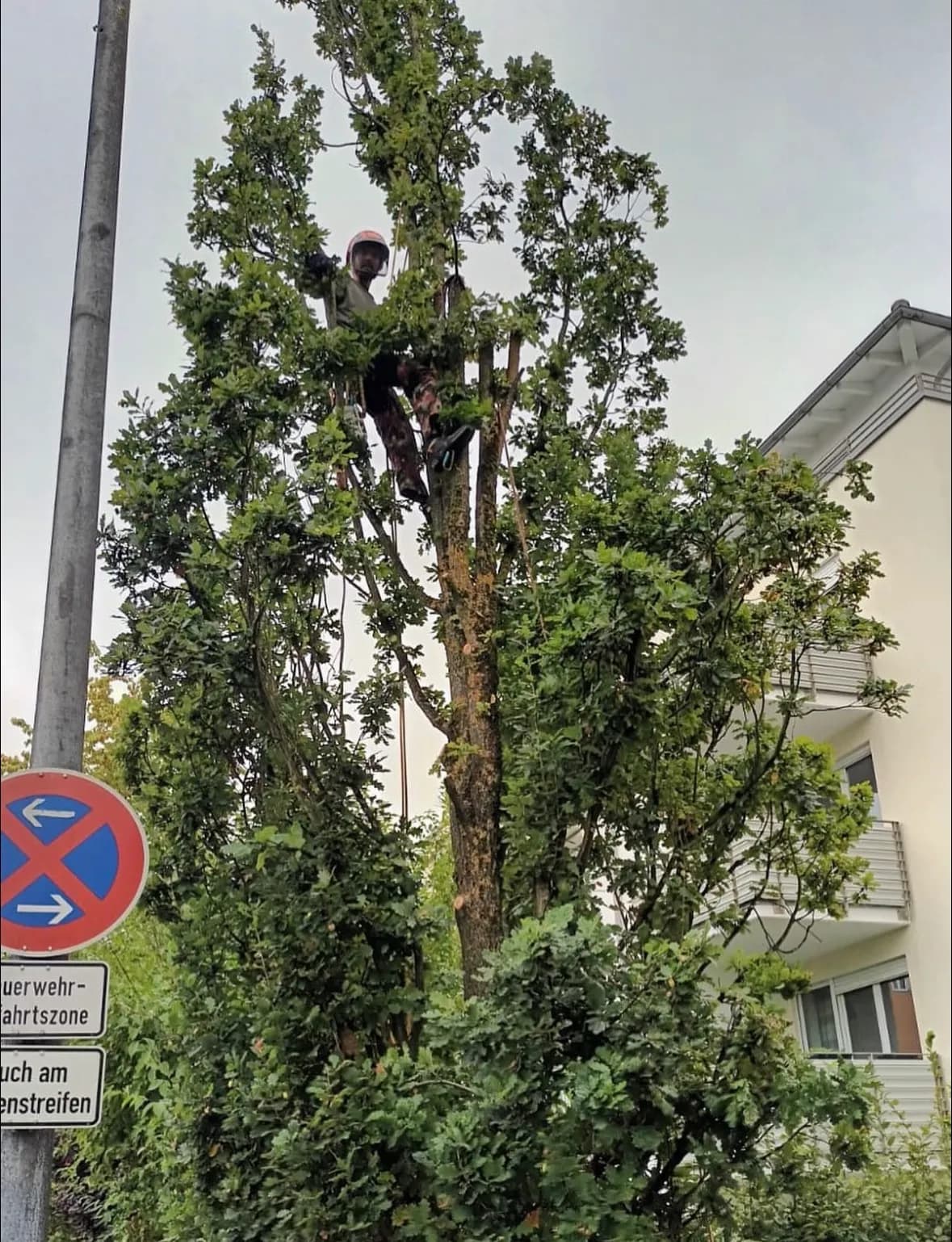 Verjüngungsschnitt an einer Säuleneiche mit Seilklettertechnik
