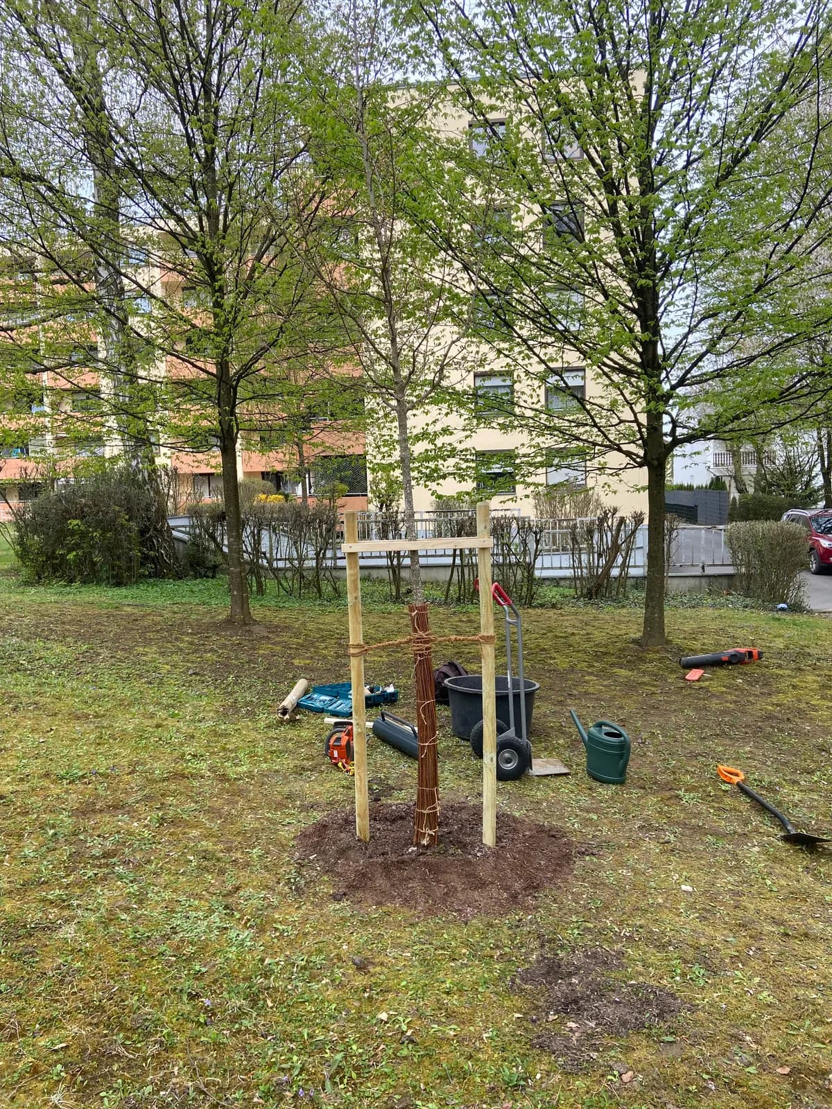 Neupflanzung eines Jungbaums mit Dreibock-Verankerung